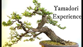 Ulteriore step evolutivo Biancospino yamadori futuro bonsai [upl. by Gorton]