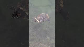 Active and Amazing Turtle Swimming in the Pond shortvideo nature reptiles juronglakegardens [upl. by Peterson]