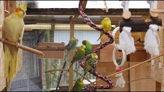 Over 3 Hours of Budgies and Cockatiels Talking Singing and Playing in their Aviary [upl. by Burney]