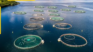 The future of aquaculture New fish farming technologies [upl. by Hawken]