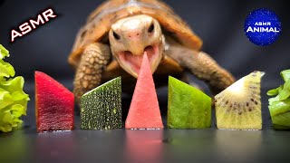 ASMR Mukbang Eating Food 🐢 Turtle Tortoise 96 [upl. by Nenerb]