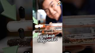 EP1 ย้ายรังมดอายุครึ่งปี มีต่อ คนเลี้ยงมด ants เลี้ยงมด insects antverse [upl. by Pickett]