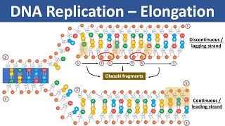 DNA Replication  Elongation  Leading vs Lagging strand  What are Okazaki Fragments [upl. by Millham852]