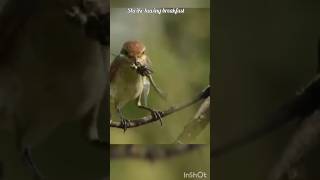 shrike shortsfeed viral wildbirds birdslover gardening [upl. by Attesor]