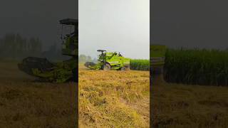 Kheti bari 🌾🚜indianfarmer cambine harvester kisaani shorts [upl. by Anaidni]