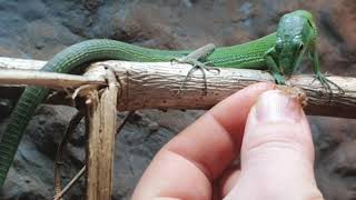 green bellied keel lizards feeding [upl. by Fuhrman780]