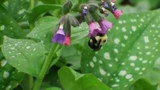 Bee Feeding On Pulmonaria Flowers [upl. by Akimat529]