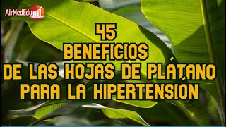 45 beneficios de las hojas de plátano para la hipertensión [upl. by Pol]