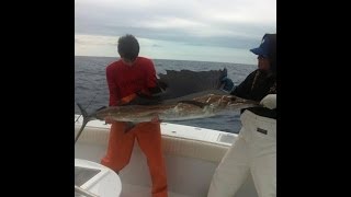 Florida Sailfish Fishing [upl. by Shornick151]