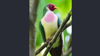 Jambu Fruit dove นกพิราบผลไม้จัมบู enjoylife9 [upl. by Barbabra929]