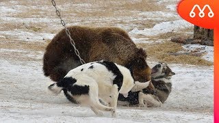 CACHORROS ATACAM URSO [upl. by Annais154]