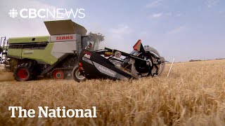 Automation helps Canadian farmers fight labour shortage [upl. by Juni]