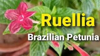 How to grow and care Ruellia elegans  Brazilian petunia  ruellia rosea Permanent flower plant [upl. by Raimondo83]