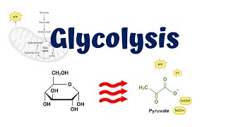 Glycolysis animation  10 Steps of Glycolysis [upl. by Worl]