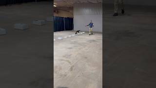 UKC Nosework Scentwork Novice Handler Discrimiantion HD Q1 [upl. by Aslehc]