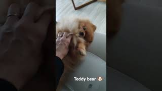 Teddy Bear 🐶 pomeranian animalshorts cutedog [upl. by Patman]