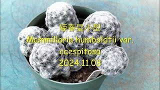 姫春星小型 Mammillaria humboldtii var caespitosa 2024 11 03 [upl. by Jean-Claude]