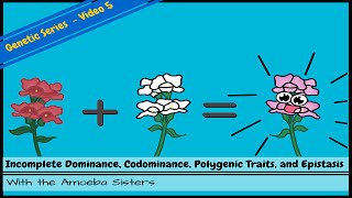 Incomplete Dominance Codominance Polygenic Traits and Epistasis [upl. by Suiraj223]