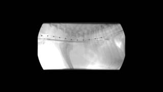 Veterinary Interventional Radiology Tracheal Stent Deployment [upl. by Maurer]