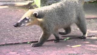 Los coatí en las Cataratas del Iguazú [upl. by Anayaran]