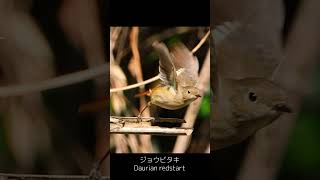 飛び立つジョウビタキDaurian redstart [upl. by Yelah]