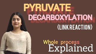 Pyruvate decarboxylation Link reaction mechanism [upl. by Bernardo]