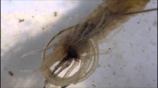 Rat Tailed Maggot with Parasite attached to Anus [upl. by Leiahtan777]