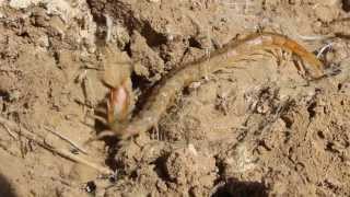 Scolopendra cingulata also known as Megarian banded centipede  Cyprus [upl. by Yenetruoc]