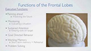 Frontal Lobes Functions [upl. by Aifos150]