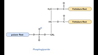 Chemical Structures of Examples of Phosphoglycerides Glycerophospholipids [upl. by Perreault776]