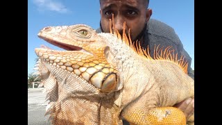 CATCHING A ULTRARARE REDALBINO IGUANA For a PET [upl. by Doe]