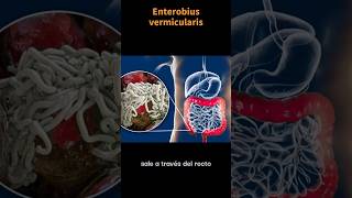 Así es Enterobius vermicularis OXIURO laboratorioclinico parasitos ciencia [upl. by Ole]