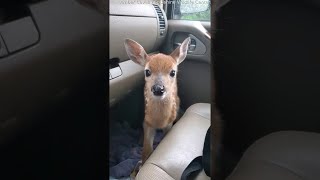 Fawn Bleats After Being Rescued  ViralHog [upl. by Leticia]