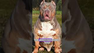 Akita Inu Vs American Bully  Whos gonna win [upl. by Farnsworth562]