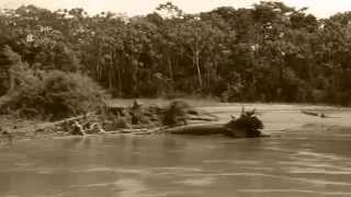 The Amazon Waterways [upl. by Loella]