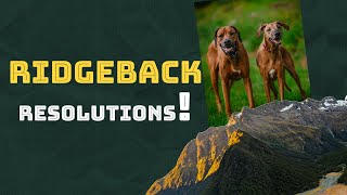 2024 Rhodesian Ridgeback Resolutions [upl. by Neersin]