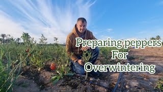 how to overwinter your pepper plants [upl. by Latini]