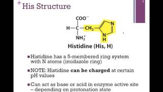 Hydrophilic Amino Acids [upl. by Initof659]