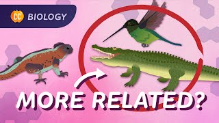 Phylogeny How Were All Related Crash Course Biology 17 [upl. by Carlos944]