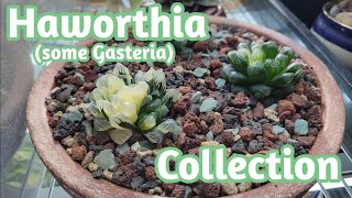 Haworthia some Gasteria Collection [upl. by Kallman]