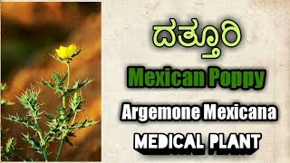 ದತ್ತೂರಿ Mexican Poppy Argemone Mexicana [upl. by Aret943]