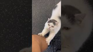 😿बिल्ली के पंजे कैसे काटें  How To Cut Cats Claws  By Wild Adventures [upl. by Elset]