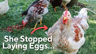 My Hens Stopped Laying Eggs Now What [upl. by Nette103]