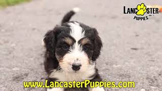 Playful Mini Bernedoodle Puppies [upl. by Caine]