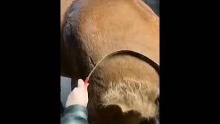 Satisfying video of combing a horse🐴🐎horseinstrumentanimalhospitalanimalloverrelaxtiontrending [upl. by Rekab]