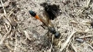 Die Gemeine Sandwespe Ammophila sabulosa Wespe großeWespe orangerot Stachel Erdloch [upl. by Llesram815]