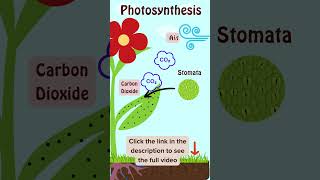 Photosynthesis  What is the process Easy Explanation for kids photosynthesis science shorts [upl. by Rebecka]