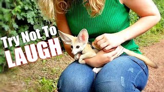 Try Not to Laugh Challenge  Cute Funny Fox Compilation [upl. by Ashbaugh139]