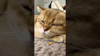 asmr catasmr catlover prr mood relax kitten britishcat goldenchinchilla animals cute [upl. by Bred]