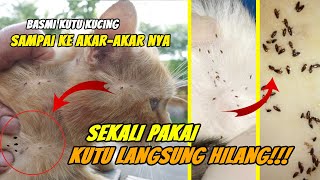 Basmi KUTU KUCING sampai ke Akar  Akarnya SEKALI PAKAI KUTU Langsung HILANG [upl. by Ehudd]